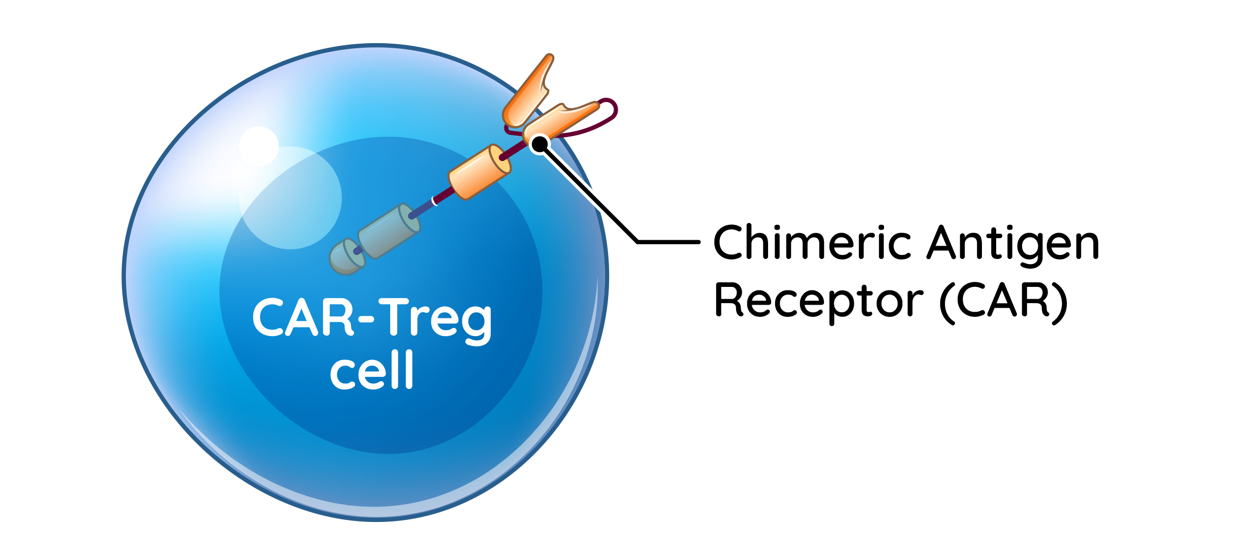 CAR-Treg cell